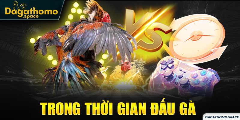 Cận cảnh trận đấu của những chiến kê tại sới gà Thomo