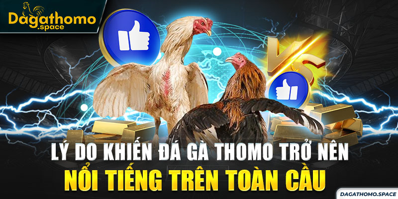 Giải mã sức hấp dẫn của những trận đấu đá gà Thomo