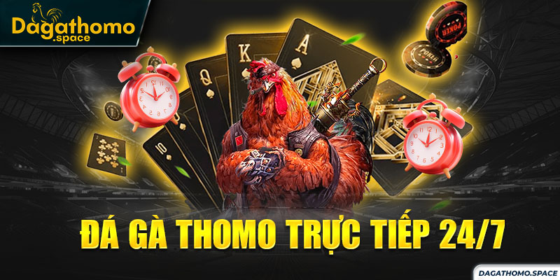 Đá gà thomo trực tiếp 24/7