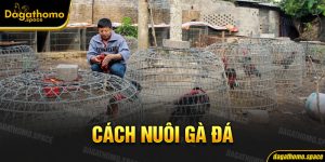 Cách Nuôi Gà Đá - Phương Pháp Chăm Chiến Kê Thêm Dũng Mãnh