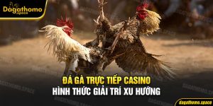 Đá Gà Trực Tiếp Casino - Hình Thức Giải Trí Trở Thành Xu Hướng