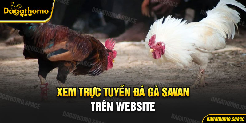 Xem trực tuyến đá gà savan trên website