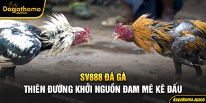 SV888 Đá Gà - Thiên Đường Khởi Nguồn Đam Mê Kê Đấu Hấp Dẫn