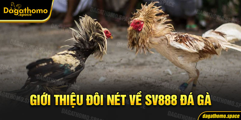 Giới thiệu đôi nét về SV888 đá gà