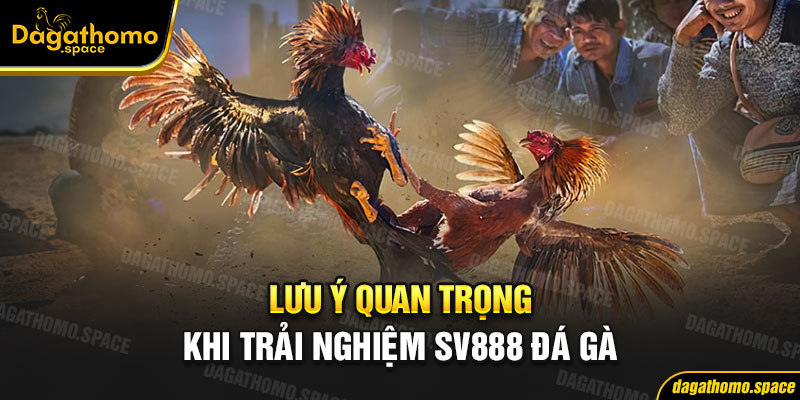 Lưu ý quan trọng khi trải nghiệm SV888 đá gà