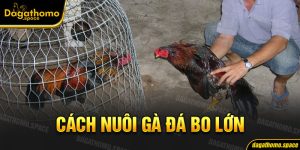 Chia Sẻ Cách Nuôi Gà Đá Bo Lớn Áp Dụng Trong Kinh Doanh