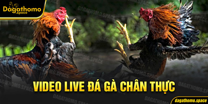 Ưu điểm thu hút của dịch vụ live đá gà