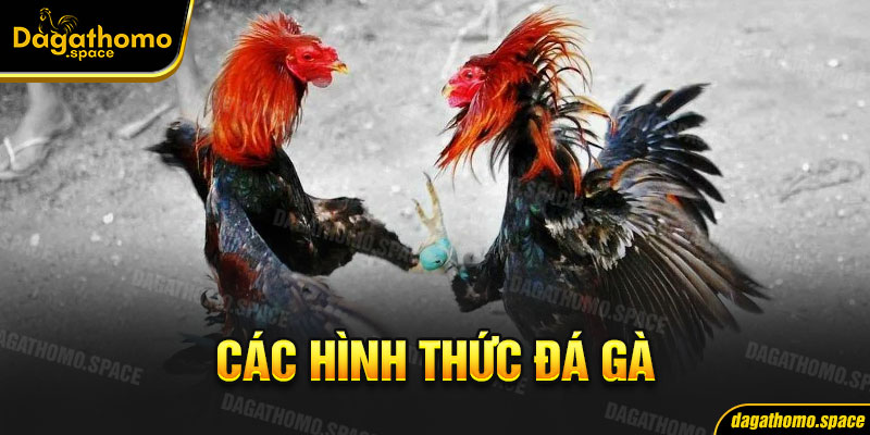 Các hình thức đá gà