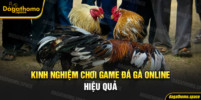 Kinh nghiệm chơi game đá gà online hiệu quả từ cao thủ