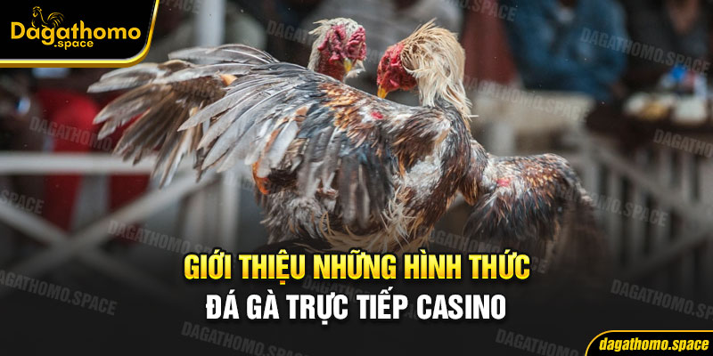 Một số hình thức đá gà trực tiếp casino cực hot hiện nay