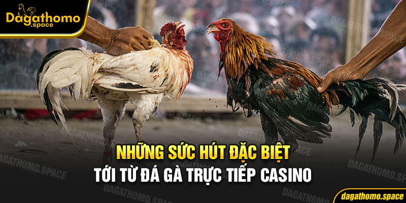 Điểm đặc biệt của hình thức chọi gà casino