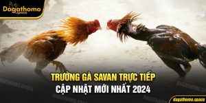 Trường Gà Savan Trực Tiếp - Cập Nhật Mới Nhất 2024