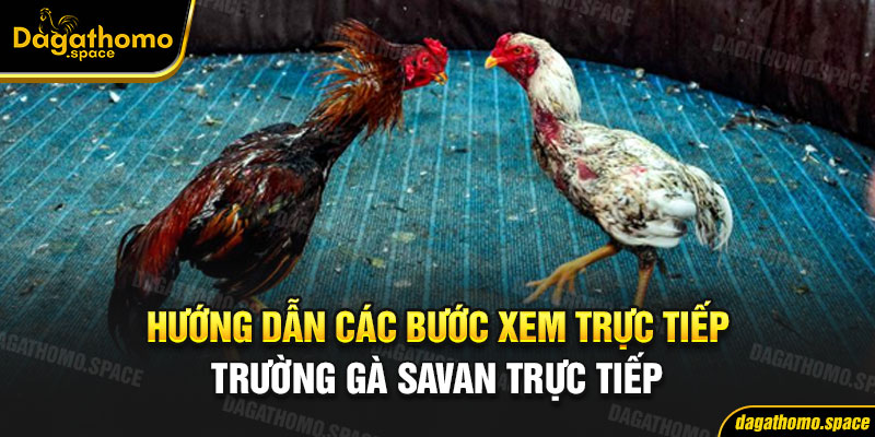 Hướng dẫn các bước xem trực tiếp trường gà Savan trực tiếp