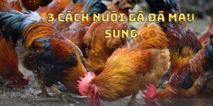 3 Cách Nuôi Gà Đá Mau Sung - Ra Trận Là Bao Hốt Bạc