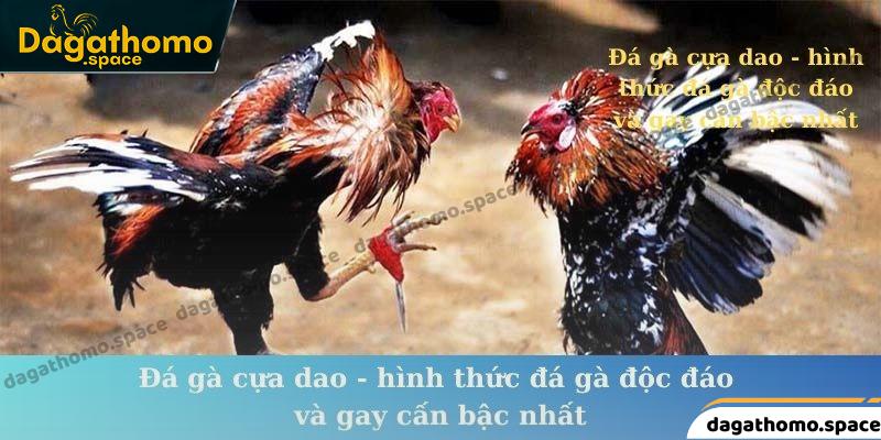 Đá gà cựa dao - hình thức đá gà độc đáo và gay cấn bậc nhất