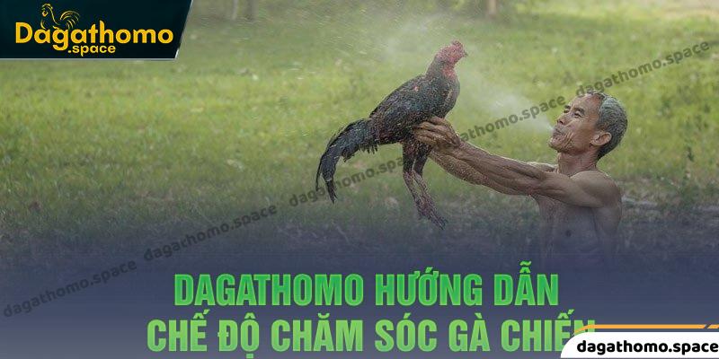 Hướng dẫn chế độ chăm sóc gà chọi cực hiệu quả