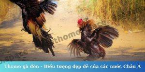 Thomo gà đòn - Biểu tượng đẹp đẽ của các nước Châu Á