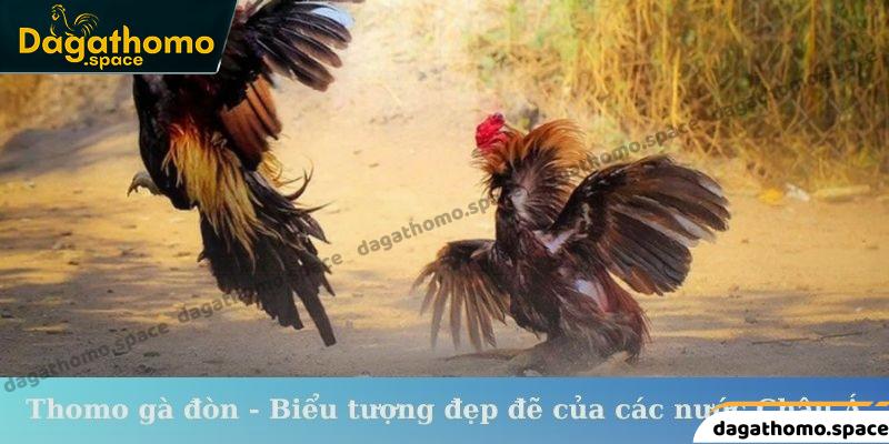 Thomo gà đòn - Biểu tượng đẹp đẽ của các nước Châu Á