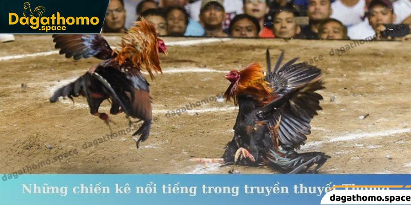 Những chiến kê nổi tiếng trong truyền thuyết Thomo