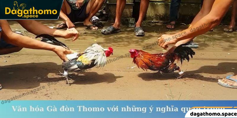 Văn hóa Gà đòn Thomo với những ý nghĩa quan trọng