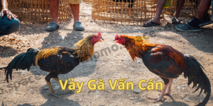 Vảy gà Vấn Cán - Loại vảy hiếm có và những thông tin liên quan