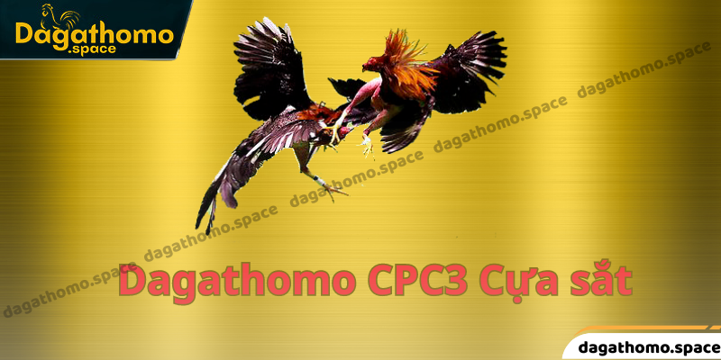 Dagathomo CPC3 Cựa sắt