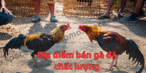 Khám phá các địa điểm bán gà đá chất lượng nhất hiện nay