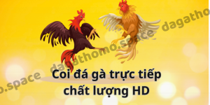 Coi đá gà trực tiếp chất lượng HD trên mạng siêu hấp dẫn