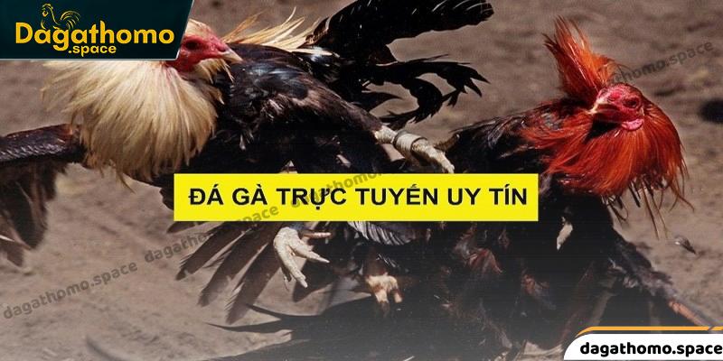 Lợi ích khi theo dõi và đặt cược đá gà trực tiếp hôm nay