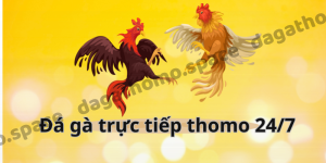 Đá gà trực tiếp thomo 24/7 - Địa chỉ đẳng cấp giới chọi kê