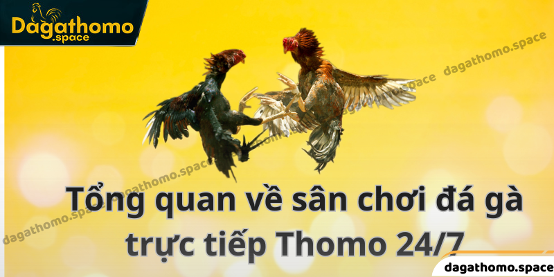 Giới thiệu về trường đá gà Thomo uy tín