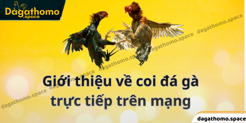 Thông tin giới thiệu về coi đá gà trực tiếp 