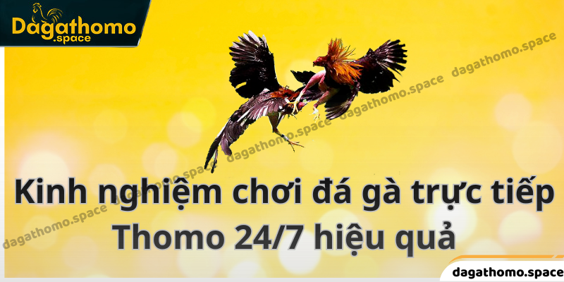 Học ngay kinh nghiệm cá cược đá gà từ cao thủ