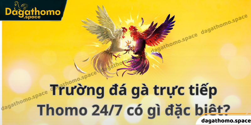 Có 3 giống gà chiến phổ biến tại Thomo