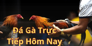 Ưu Điểm Đá Gà Trực Tiếp Hôm Nay Và Giải Đáp Từ Chuyên Gia