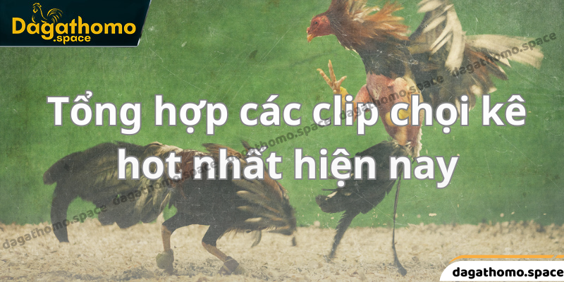 Chi tiết các clip đá gà hay nhất ở thời điểm hiện nay 