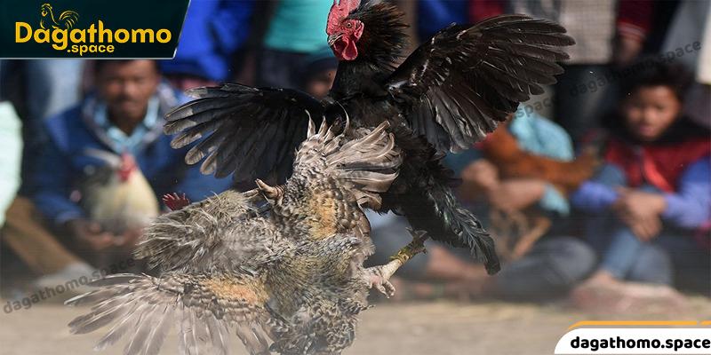 Đinh nghĩa về màu mạng gà đá theo ngày