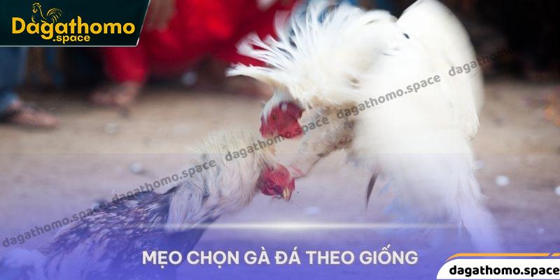 Mẹo chọn gà đá theo giống bao chính xác