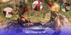 Mẹo Chọn Gà Đá Giúp Bạn Cá Cược Chiếm Ưu Thế Tại 123WIN