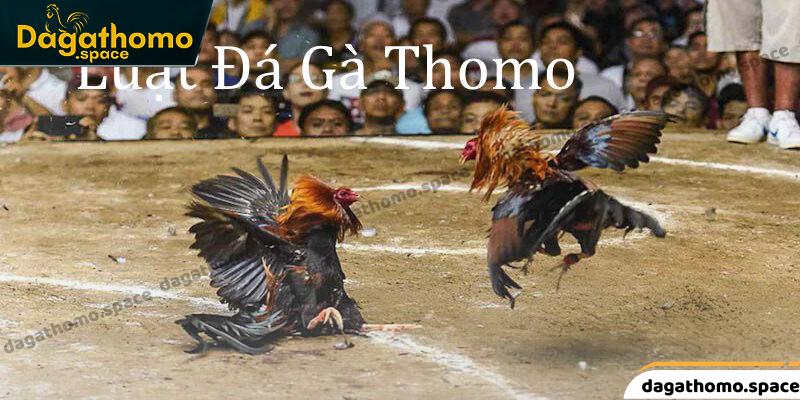 Luật Đá Gà Thomo - Thông Tin Cần Nhớ Trước Khi Trải Nghiệm